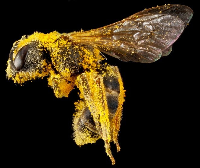 Detail of Bee: Halictus ligatus, side view, covered in pollen from an unknown plant.